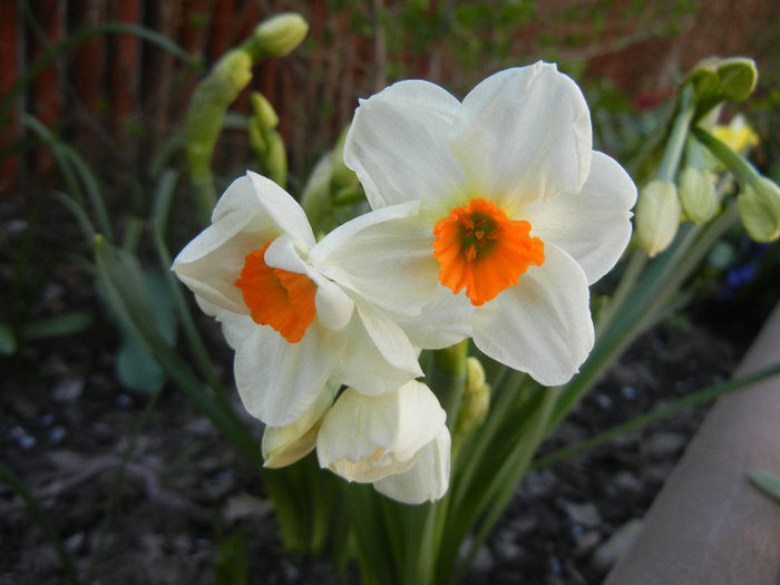 Narcissus Geranium (2013, April 16)