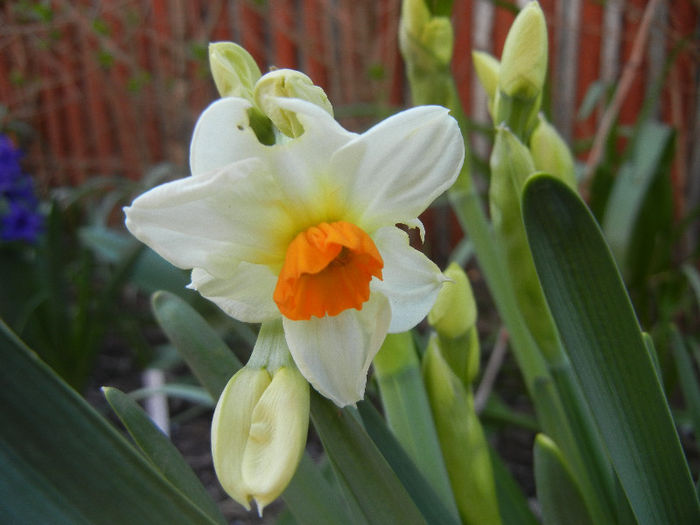 Daffodil Geranium (2013, April 16)