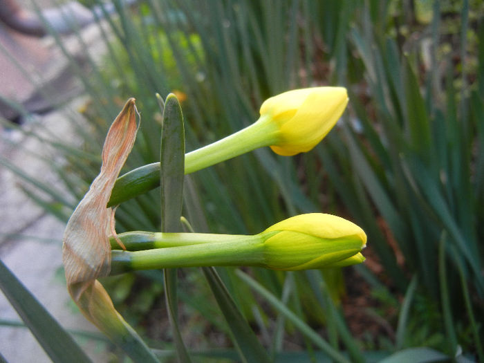 Narcissus Pipit (2013, April 14)