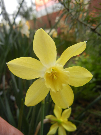 Narcissus Pipit (2013, April 16)