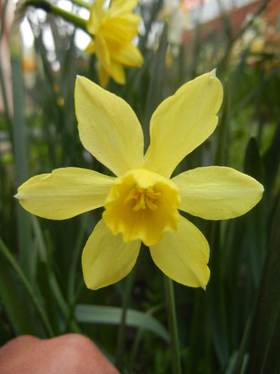Narcissus Pipit (2013, April 16)