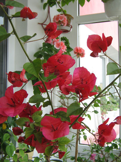 IMG_2168 - 000 Bougainvillea 2013 - 2014