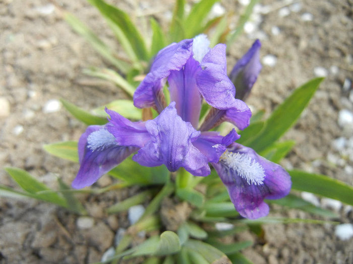 Blue Iris (2013, April 16)