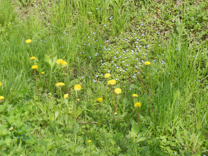 Wild flowers (2013, April 15)