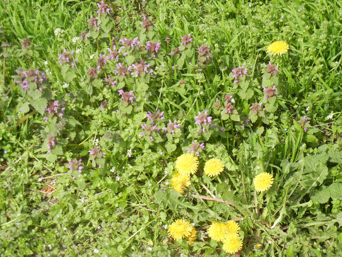 Wild flowers (2013, April 16)