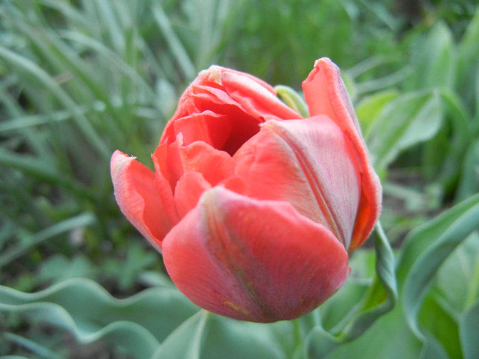 Tulipa Abba (2013, April 17)