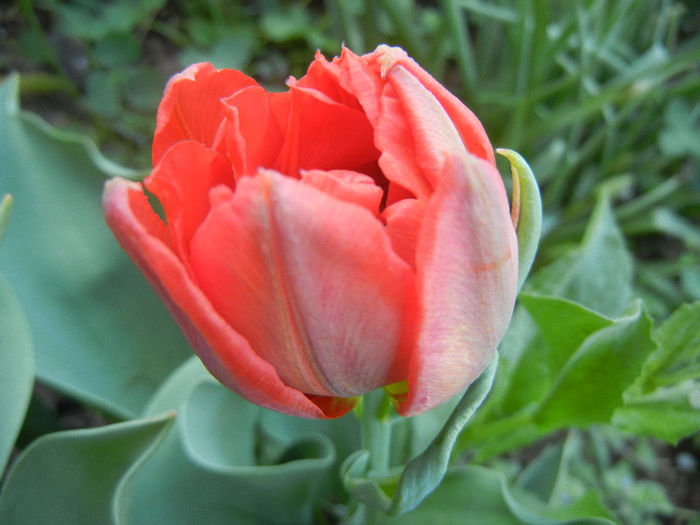 Tulipa Abba (2013, April 17)