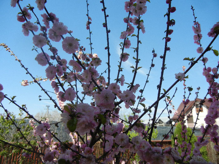 Prunus triloba (2013, April 17)