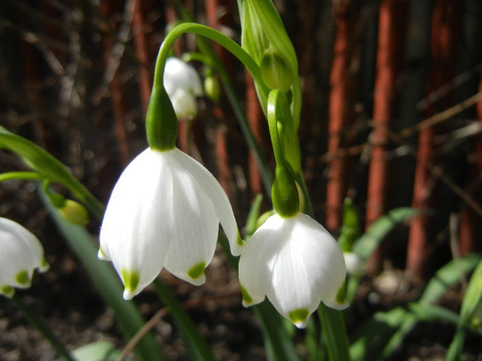 Leucojum aestivum (2013, April 17) - GHIOCEI_Leucojum aestivum