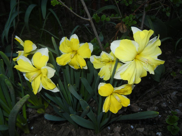 Narcissus Cassata (2013, April 17)