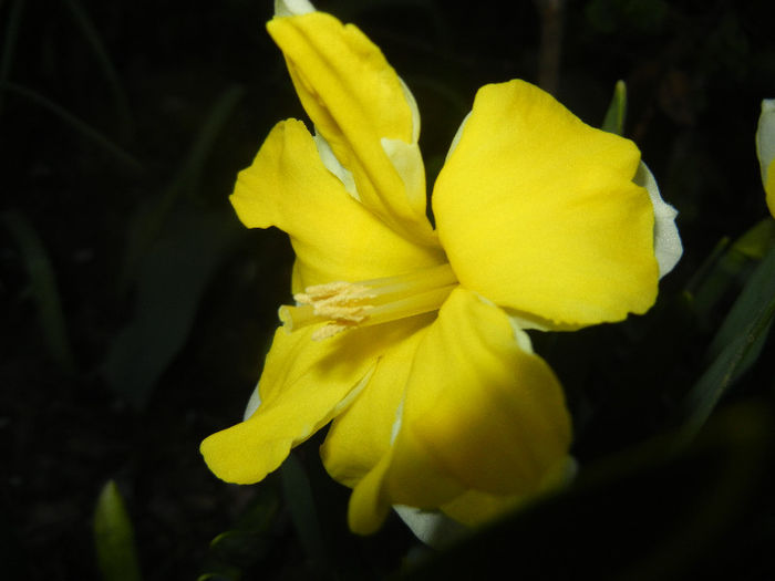 Narcissus Cassata (2013, April 17)