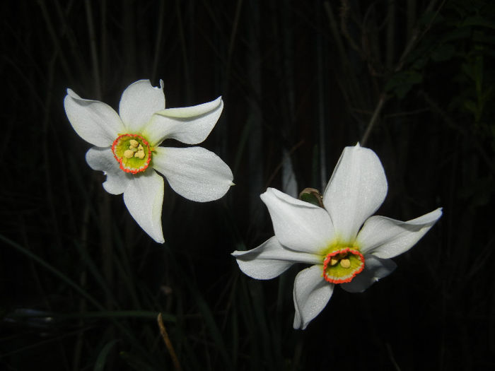 Narcissus Pheasants Eye (2013, April 17)