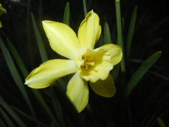 Narcissus Pipit (2013, April 17)