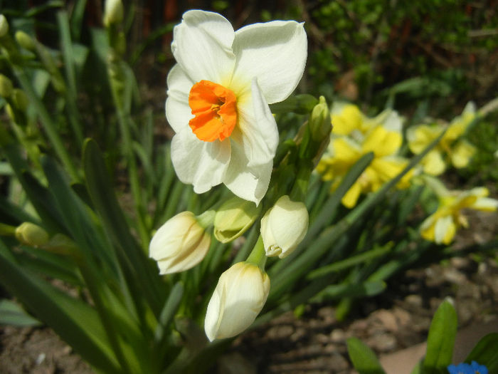 Daffodil Geranium (2013, April 18)