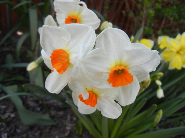 Narcissus Geranium (2013, April 18)