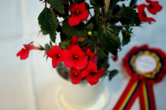 Achimenes Red Elf -  Best Gesneriaceae