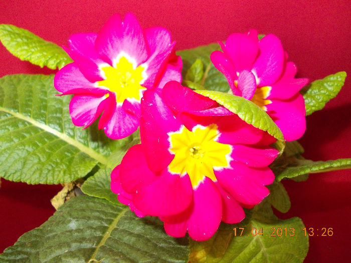 primula