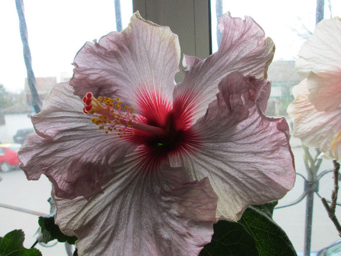 hibiscus - flori de aprilie 2013