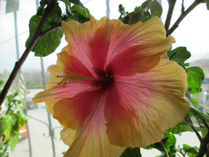 hibiscus - flori de aprilie 2013