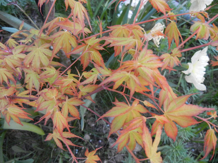 Acer palmatum Katsura (2013, April 18) - Acer palmatum Katsura