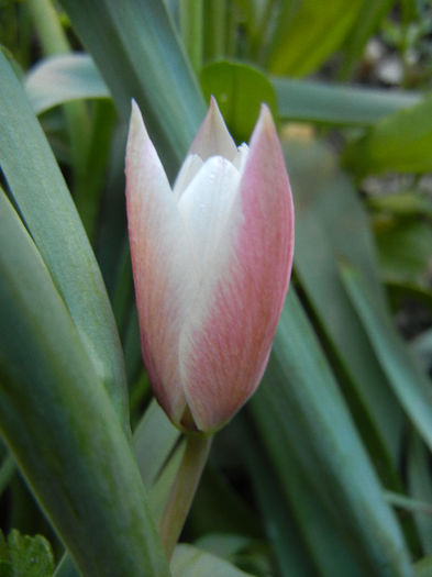 Tulipa Peppermint Stick (2013, April 19)