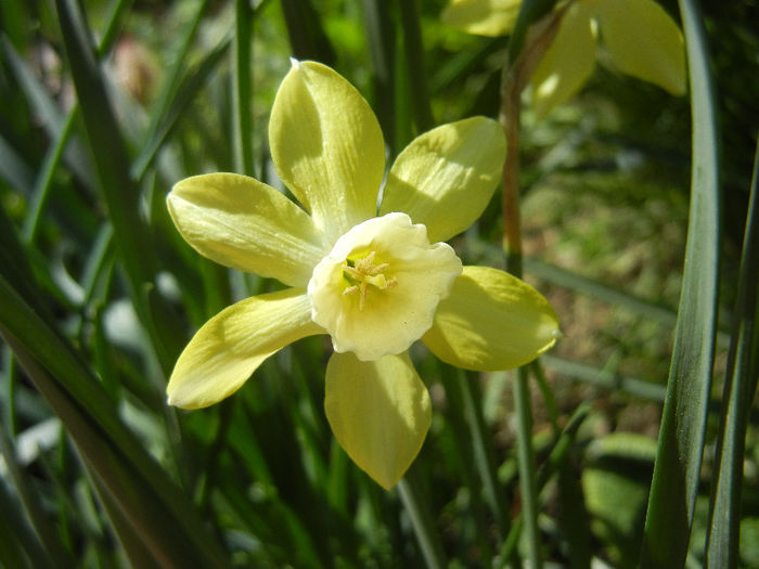 Narcissus Pipit (2013, April 19)