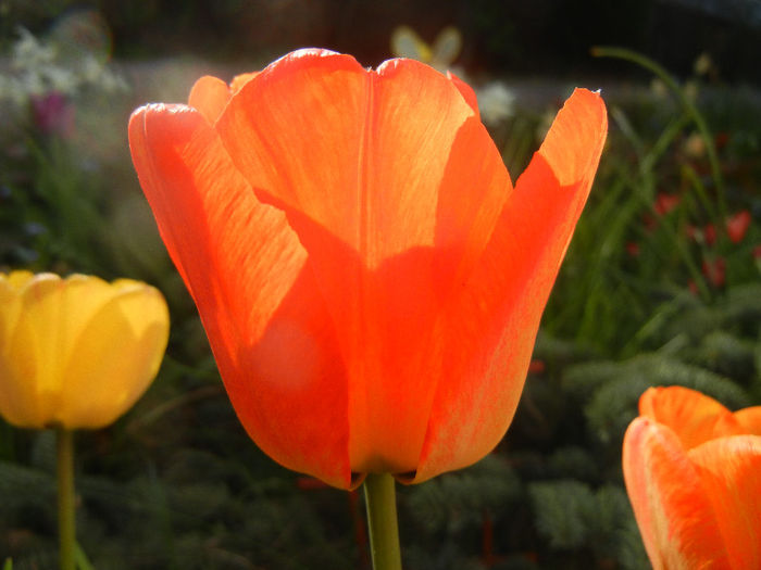 Tulipa Orange Bowl (2013, April 19) - Tulipa Orange Bowl