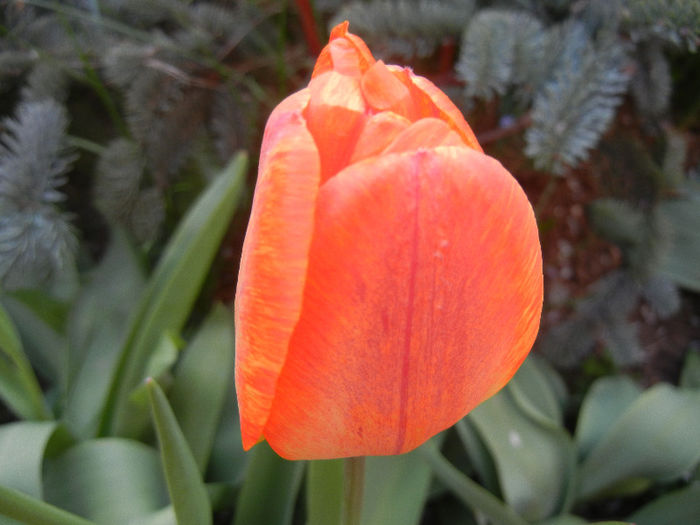 Tulipa Orange Bowl (2013, April 19) - Tulipa Orange Bowl