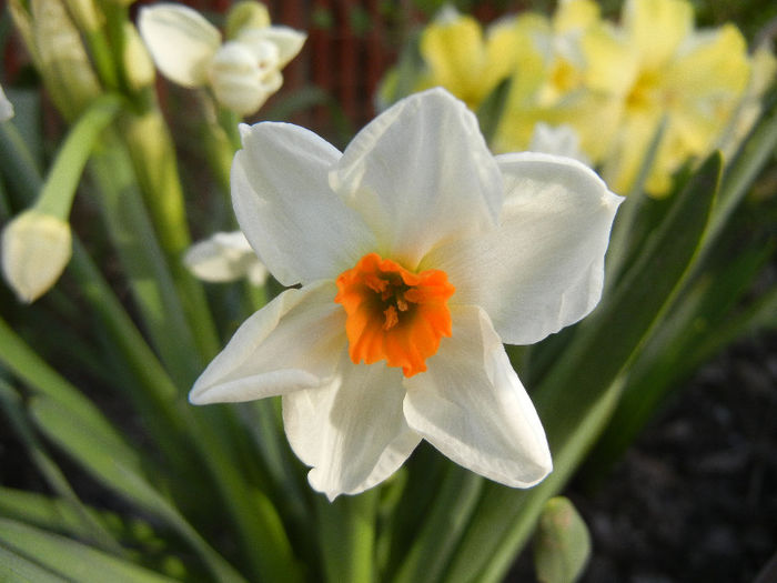 Narcissus Geranium (2013, April 19) - Narcissus Geranium