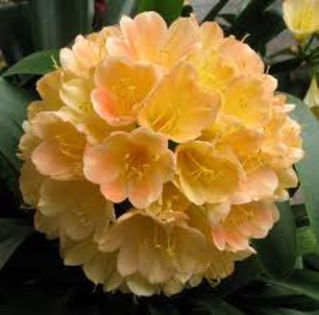 CLIVIA-am gasit