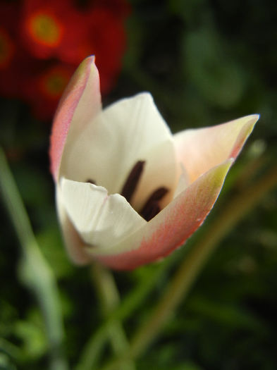 Tulipa Peppermint Stick (2013, April 20)