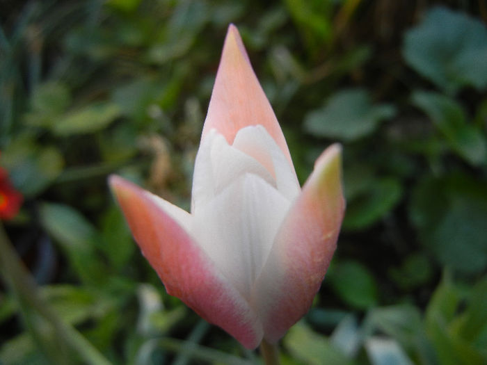 Tulipa Peppermint Stick (2013, April 20)