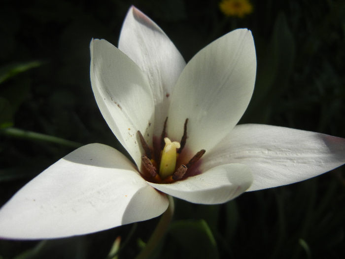 Tulipa Peppermint Stick (2013, April 20)