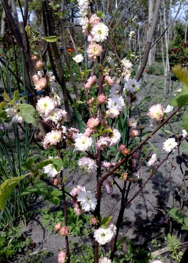 prunus triloba