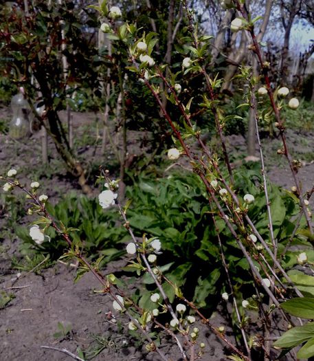 Prunus-glandulosa-Alba-Plena