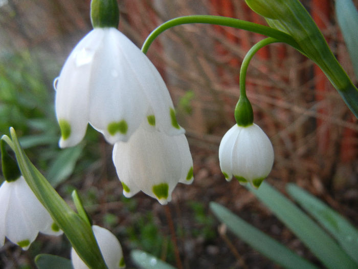 Leucojum aestivum (2013, April 19) - GHIOCEI_Leucojum aestivum