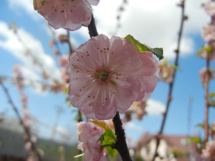 Prunus triloba (2013, April 19) - Prunus triloba