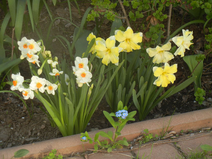 Daffodil Geranium & Cassata, 19apr2013