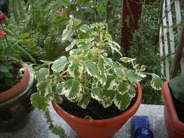 plectranthus - primavara 2013