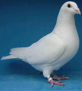 porumbei albi 1