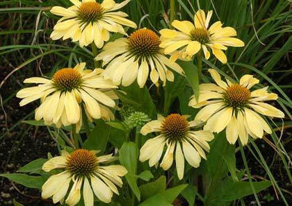 Echinacea - Achizitii 2013