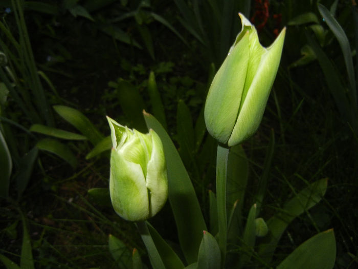 Tulipa Spring Green (2013, April 21)