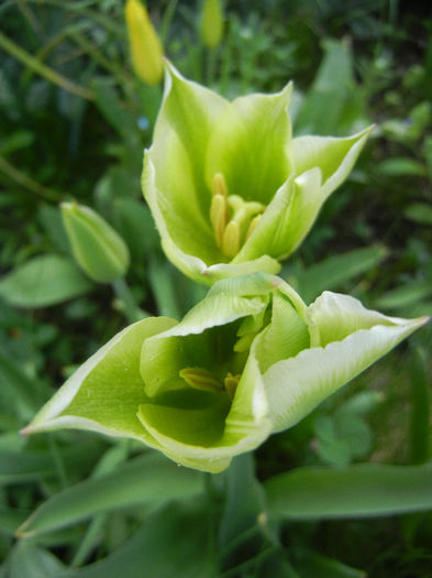 Tulipa Spring Green (2013, April 22)