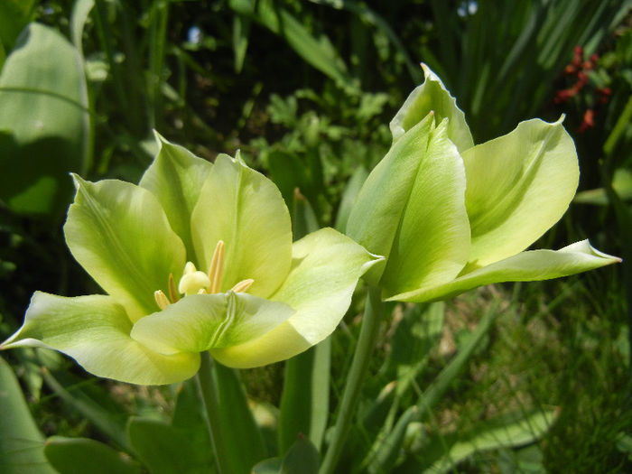 Tulipa Spring Green (2013, April 22)