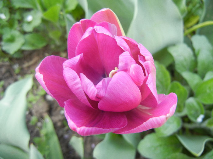 Tulipa Blue Diamond (2013, April 20) - Tulipa Blue Diamond