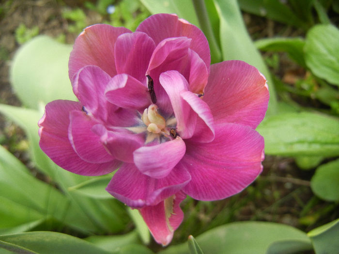 Tulipa Blue Diamond (2013, April 21)