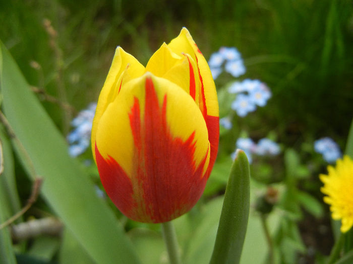 Tulipa Mickey Mouse (2013, April 21)