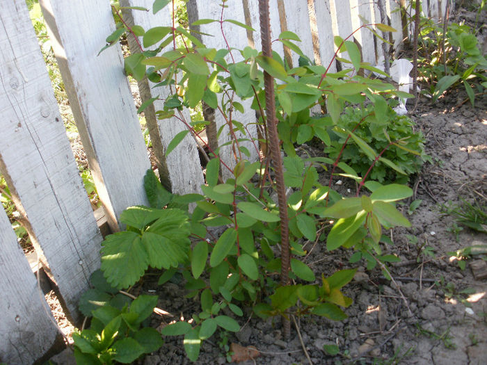 lonicera kamtschatica - Achizitii 2013