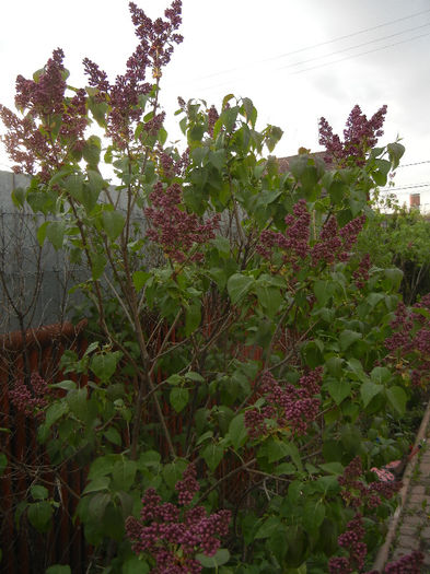 Syringa vulgaris_Lilac (2013, April 20)