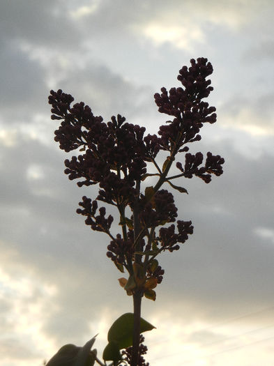 Syringa vulgaris_Lilac (2013, April 20)